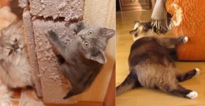 Як відучити котів дерти все підряд, ділимося порадами