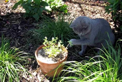 Як відучити котів дерти все підряд, ділимося порадами