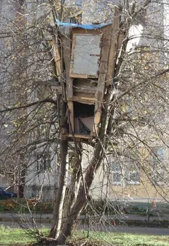 Як побудувати халабуду на дереві - все найцікавіше!