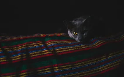 Як зрозуміти, що у кота болить шлунок симптоми кровотечі в шлунку кішки, проблеми зі шлунком (зрозуміти) Як зрозуміти, що у кота болить шлунок симптоми кровотечі в шлунку кішки, проблеми зі шлунком