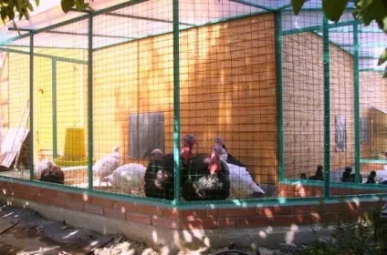 Як побудувати індичнику (пташник для індиків) своїми руками (індиків) Як побудувати індичнику (пташник для індиків) своїми руками