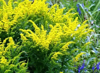 Як підтримати здоров'я очей, народні секрети, журнал - по-жіночому (народні) Як підтримати здоров'я очей, народні секрети, журнал - по-жіночому
