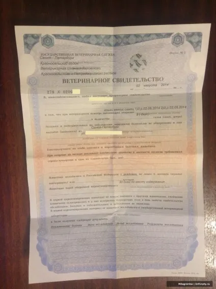 Як отримати довідку ф-1 на кошеня (робити) Як отримати довідку ф-1 на кошеня