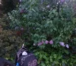 Як правильно формувати бузок