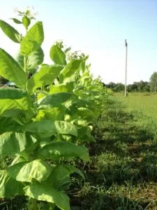 Як правильно виростити тютюн самостійно в парнику і на відкритому грунті посадка, догляд, полив, (правильно) Як правильно виростити тютюн самостійно в парнику і на відкритому грунті посадка, догляд, полив,