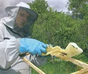 Як попередити роїння бджіл