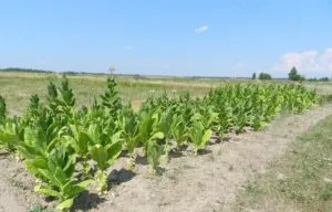 Як правильно виростити тютюн самостійно в парнику і на відкритому грунті посадка, догляд, полив, (парнику) Як правильно виростити тютюн самостійно в парнику і на відкритому грунті посадка, догляд, полив,