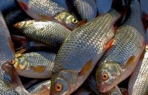 Як приготувати чебака рецепти кулінарії