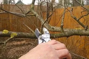 Як правильно провести обрізку персика навесні і восени (місце приросту молодняка) Як правильно провести обрізку персика навесні і восени