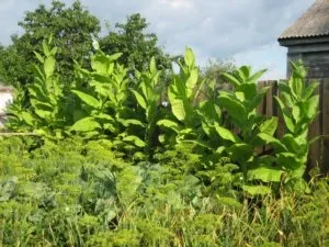 Як правильно виростити тютюн самостійно в парнику і на відкритому грунті посадка, догляд, полив, (вирощування тютюну з розсади) Як правильно виростити тютюн самостійно в парнику і на відкритому грунті посадка, догляд, полив,