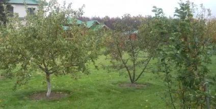 Як правильно закласти сад на ділянці підкаже homusterra (закласти) Як правильно закласти сад на ділянці підкаже homusterra