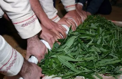 Як правильно заготовити іван чай (Копорський краще кришкою) Як правильно заготовити іван чай