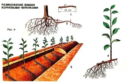 Як розмножити вишню (розмножити) Як розмножити вишню