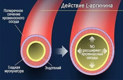 Як приймати аргінін - скільки, як довго, дозування (приймати) Як приймати аргінін - скільки, як довго, дозування