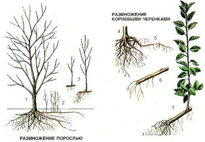 Як розмножити вишню (вишню) Як розмножити вишню