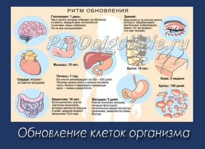 Як відбувається оновлення клітин організму, східна медицина, омолодження і довголіття (відбувається) Як відбувається оновлення клітин організму, східна медицина, омолодження і довголіття