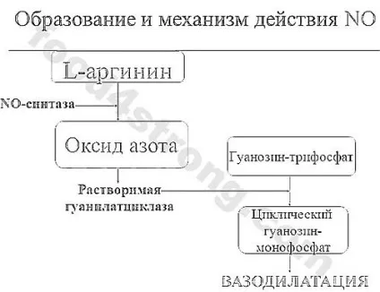 Як приймати аргінін - скільки, як довго, дозування (зростання м'язової маси) Як приймати аргінін - скільки, як довго, дозування