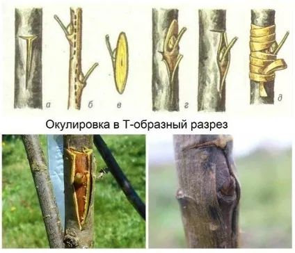 Як прищепити яблуню