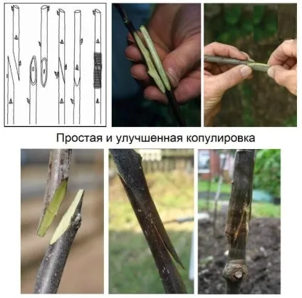 Як прищепити яблуню