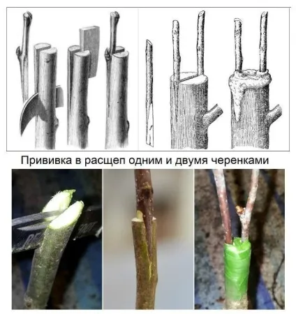 Як прищепити яблуню