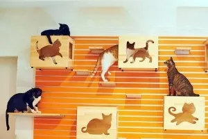 Як зробити ігровий комплекс для котів з коробок своїми руками, місто кішок (кішок) Як зробити ігровий комплекс для котів з коробок своїми руками, місто кішок