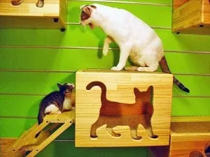 Як зробити ігровий комплекс для котів з коробок своїми руками, місто кішок (ігровий) Як зробити ігровий комплекс для котів з коробок своїми руками, місто кішок