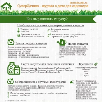 Як садити капусту насінням у відкритий грунт безрассадний спосіб посадки, догляд