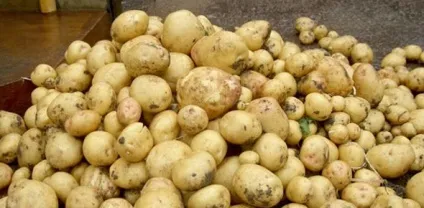 Як зробити бізнес на картоплі, як стати багатим як заробити мільйон секрети логія багатства (ідеї бізнесу) Як зробити бізнес на картоплі, як стати багатим як заробити мільйон секрети логія багатства