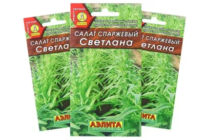 Як садити салат - качанний, листової і спаржевий (салат) Як садити салат - качанний, листової і спаржевий