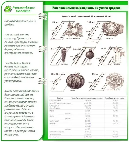 Як зробити вузькі грядки робимо город на вузьких грядках (кращі методи) (вузькі) Як зробити вузькі грядки робимо город на вузьких грядках (кращі методи)