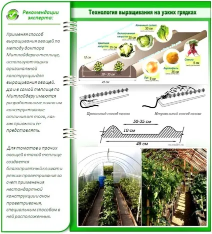 Як зробити вузькі грядки робимо город на вузьких грядках (кращі методи) (грядки) Як зробити вузькі грядки робимо город на вузьких грядках (кращі методи)