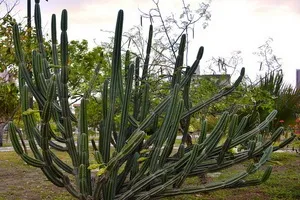 Кактус цереус (cereus) види рослини, фото квіток і догляд в домашніх умовах (цереус) Кактус цереус (cereus) види рослини, фото квіток і догляд в домашніх умовах