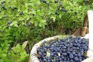 Як сушити чорницю домашні хитрощі (чорницю) Як сушити чорницю домашні хитрощі