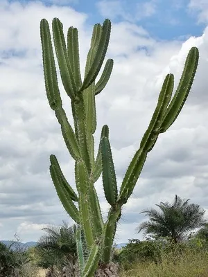 Кактус цереус (cereus) види рослини, фото квіток і догляд в домашніх умовах (цереус) Кактус цереус (cereus) види рослини, фото квіток і догляд в домашніх умовах