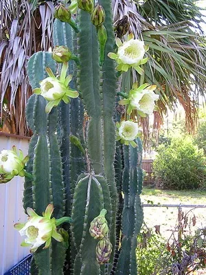 Кактус цереус (cereus) види рослини, фото квіток і догляд в домашніх умовах (cereus) Кактус цереус (cereus) види рослини, фото квіток і догляд в домашніх умовах