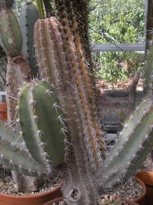 Кактус цереус (cereus) види рослини, фото квіток і догляд в домашніх умовах (цереус) Кактус цереус (cereus) види рослини, фото квіток і догляд в домашніх умовах