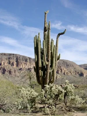 Кактус цереус (cereus) види рослини, фото квіток і догляд в домашніх умовах (кактус) Кактус цереус (cereus) види рослини, фото квіток і догляд в домашніх умовах