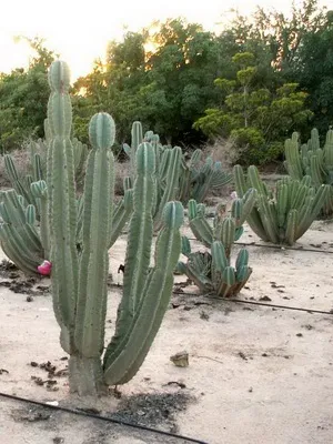 Кактус цереус (cereus) види рослини, фото квіток і догляд в домашніх умовах (рослини) Кактус цереус (cereus) види рослини, фото квіток і догляд в домашніх умовах