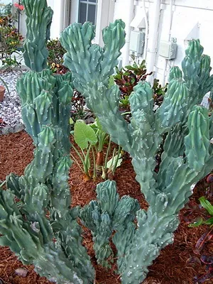Кактус цереус (cereus) види рослини, фото квіток і догляд в домашніх умовах (види) Кактус цереус (cereus) види рослини, фото квіток і догляд в домашніх умовах