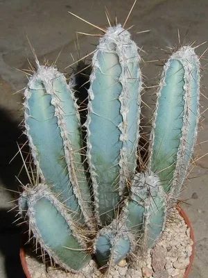 Кактус цереус (cereus) види рослини, фото квіток і догляд в домашніх умовах (cereus) Кактус цереус (cereus) види рослини, фото квіток і догляд в домашніх умовах