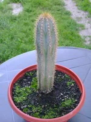 Кактус цереус (cereus) види рослини, фото квіток і догляд в домашніх умовах (рослини) Кактус цереус (cereus) види рослини, фото квіток і догляд в домашніх умовах