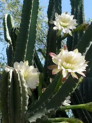 Кактус цереус (cereus) види рослини, фото квіток і догляд в домашніх умовах (види) Кактус цереус (cereus) види рослини, фото квіток і догляд в домашніх умовах