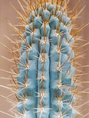 Кактус цереус (cereus) види рослини, фото квіток і догляд в домашніх умовах (види) Кактус цереус (cereus) види рослини, фото квіток і догляд в домашніх умовах