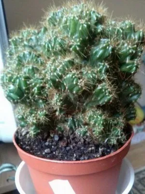 Кактус цереус (cereus) види рослини, фото квіток і догляд в домашніх умовах (cereus) Кактус цереус (cereus) види рослини, фото квіток і догляд в домашніх умовах