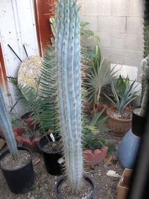 Кактус цереус (cereus) види рослини, фото квіток і догляд в домашніх умовах (фото) Кактус цереус (cereus) види рослини, фото квіток і догляд в домашніх умовах