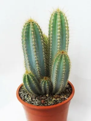 Кактус цереус (cereus) види рослини, фото квіток і догляд в домашніх умовах (цереус) Кактус цереус (cereus) види рослини, фото квіток і догляд в домашніх умовах