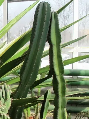 Кактус цереус (cereus) види рослини, фото квіток і догляд в домашніх умовах (рослини) Кактус цереус (cereus) види рослини, фото квіток і догляд в домашніх умовах