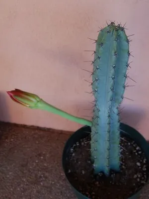 Кактус цереус (cereus) види рослини, фото квіток і догляд в домашніх умовах (види) Кактус цереус (cereus) види рослини, фото квіток і догляд в домашніх умовах