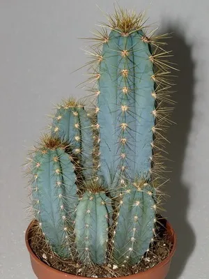 Кактус цереус (cereus) види рослини, фото квіток і догляд в домашніх умовах (фото) Кактус цереус (cereus) види рослини, фото квіток і догляд в домашніх умовах