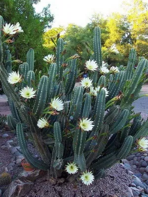 Кактус цереус (cereus) види рослини, фото квіток і догляд в домашніх умовах (фото) Кактус цереус (cereus) види рослини, фото квіток і догляд в домашніх умовах